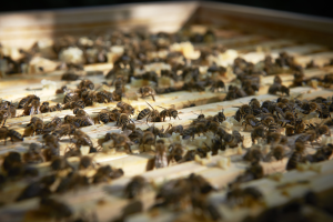 Gleisgold - Bienen bei der Bahn
